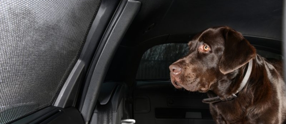 Koira automatkalle turvallisesti